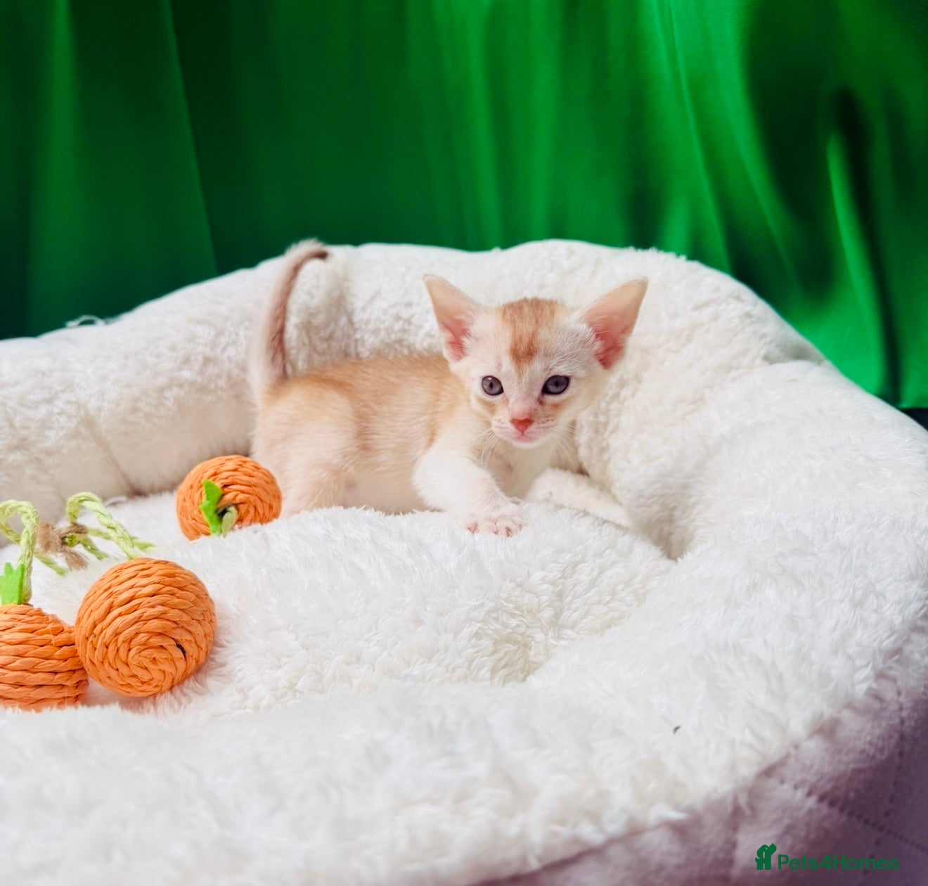 Abyssinian cats 🌟 CHAMPION LINES SILVER BLACK & SILVER CINNAMON  - Advert 2