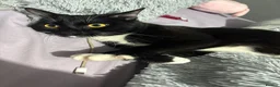 Domestic Shorthair cats for sale: Male shorthair cat for sale  in Nottingham - Advert 3