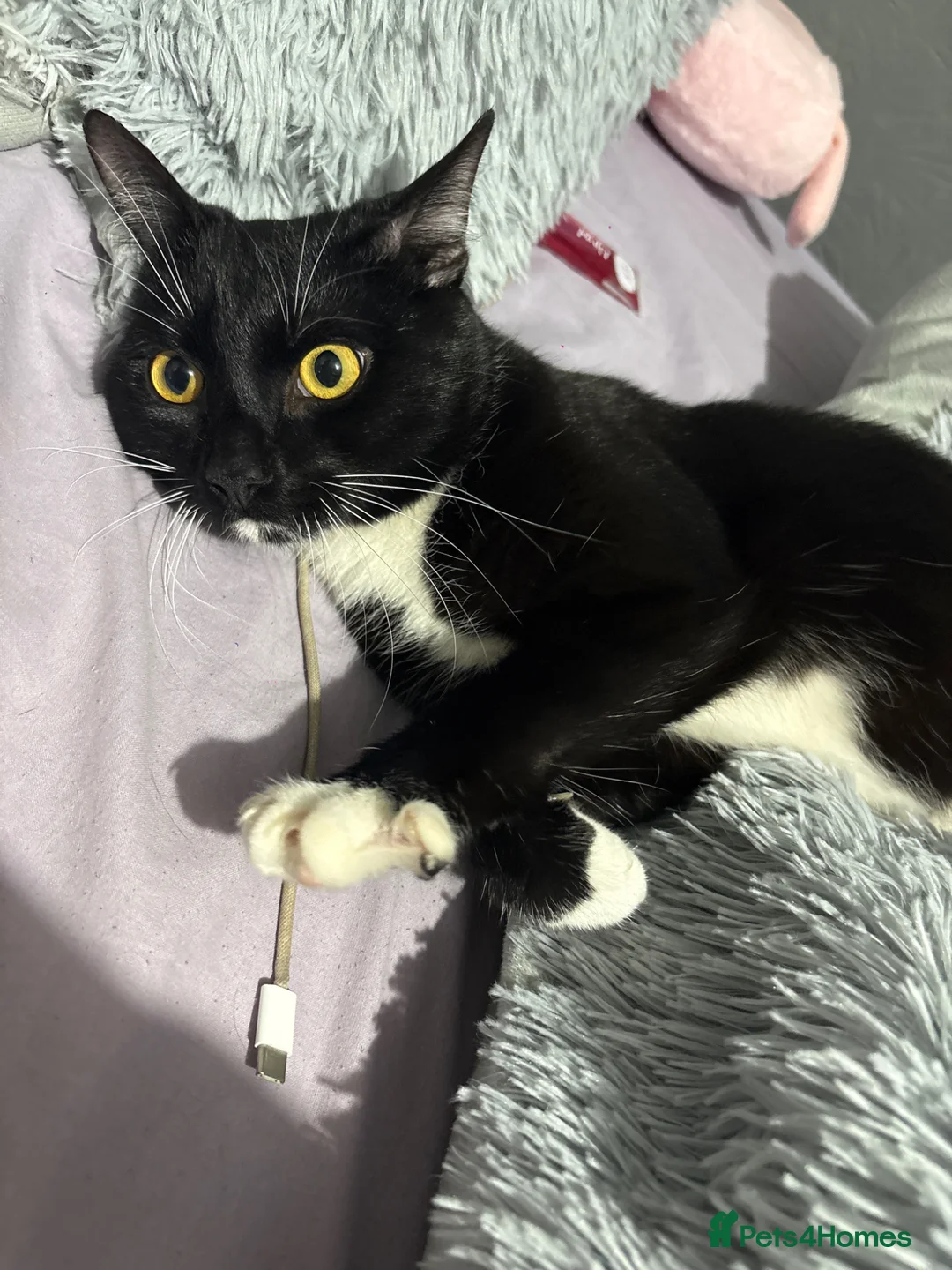 Domestic Shorthair cats for sale: Male shorthair cat for sale  in Nottingham - Advert 3