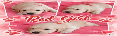 Golden Retriever Puppy 1 Red girl