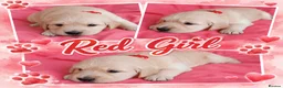 Golden Retriever dogs for sale: Girls Cream Golden Retriever  - Advert 5