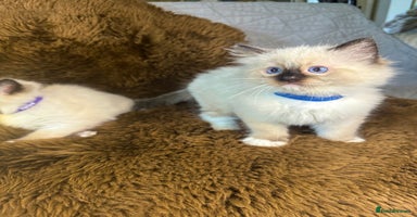 Ragdoll cats - Advert 5