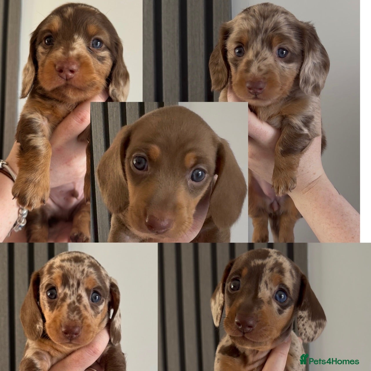 Miniature Dachshund dogs Miniature dachshund puppies 2 long hair 3 smooth  - Advert 10