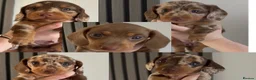 Miniature Dachshund dogs for sale: Miniature dachshund puppies 2 long hair 3 smooth  - Advert 1