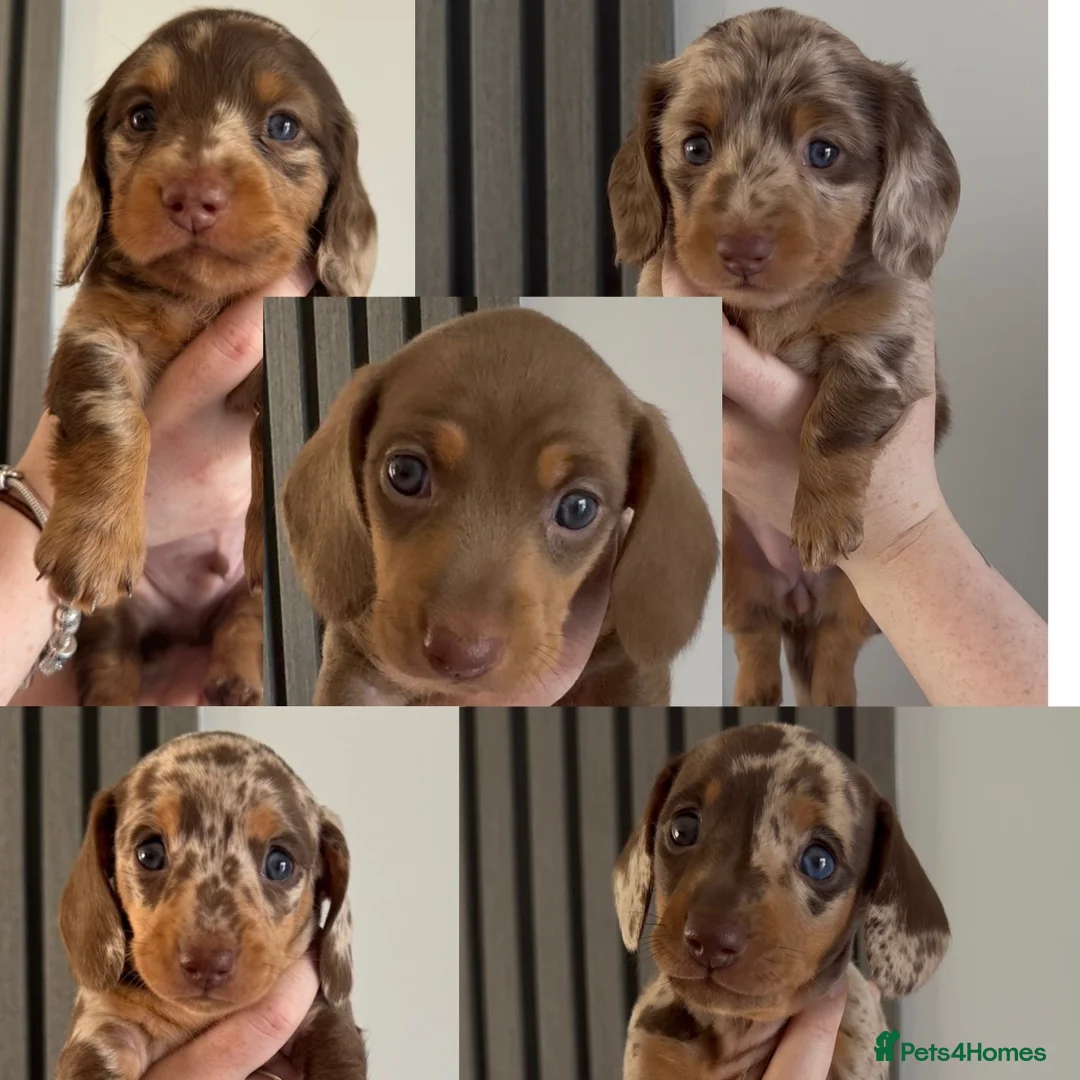 Miniature Dachshund dogs for sale: Miniature dachshund puppies 2 long hair 3 smooth  - Advert 1