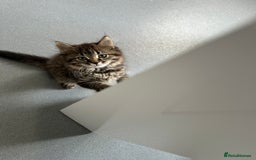 Mixed Breed cats for sale: Kitten  - Image 1
