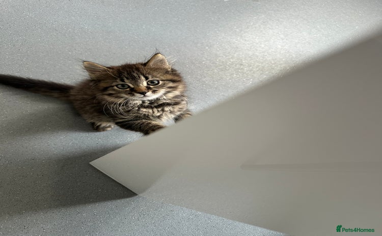 Mixed Breed cats - Advert 10
