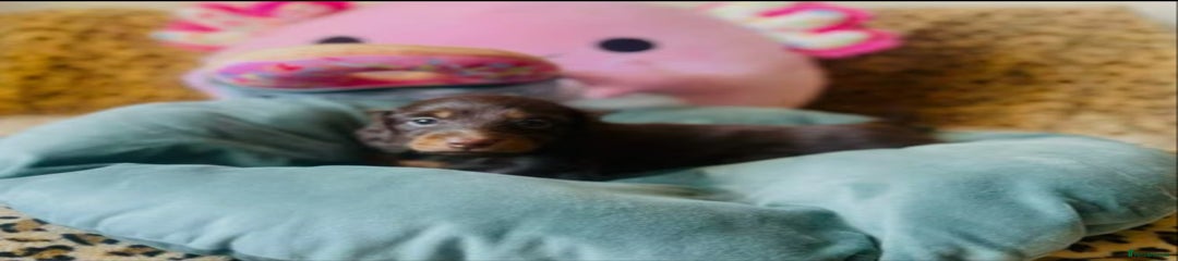 Miniature Dachshund Puppy 4