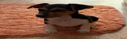 Jack Russell dogs for sale: Traditional short-legged Jack Russell puppy’s. - Advert 23