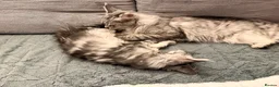 Maine Coon cats for sale: 💙 Male Maine Coon Silver Kitten TICA - Advert 6