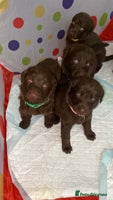 Mixed Breed dogs Beautiful Family-Raised Sheprador Puppies - Advert 5