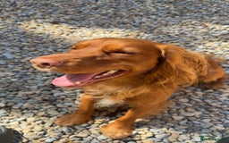 Cocker Spaniel dogs for stud: Beautiful unproven working cocker for stud  - Image 2