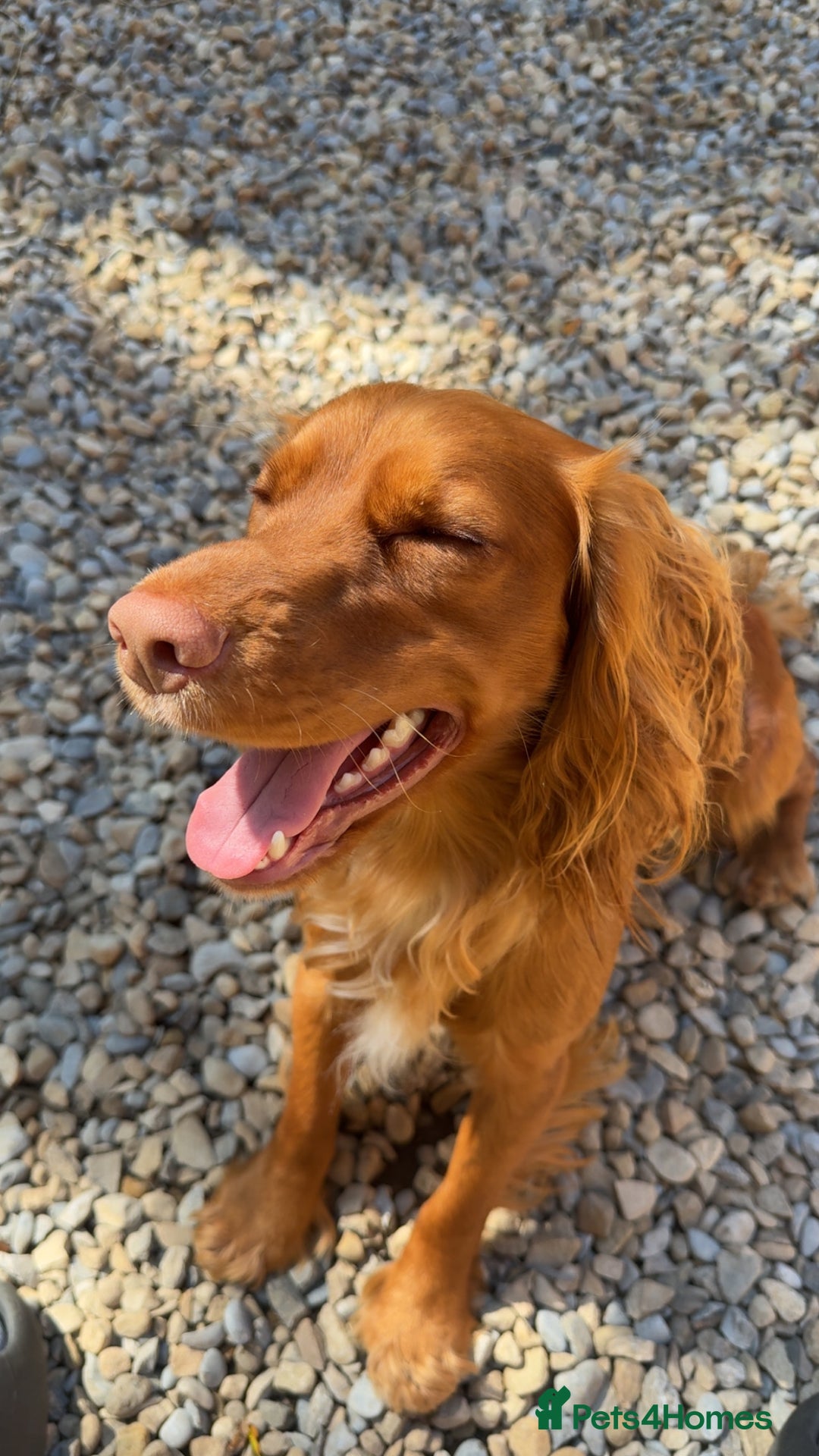Cocker Spaniel dogs for stud: Beautiful unproven working cocker for stud  - Image 2