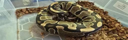 Mixed Breed reptiles for sale: Ball Pythons And Corn Snake For Sale - Advert 10