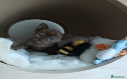 Burmese cats for sale: GCCF Reg. Burmese Kittens  - Image 4