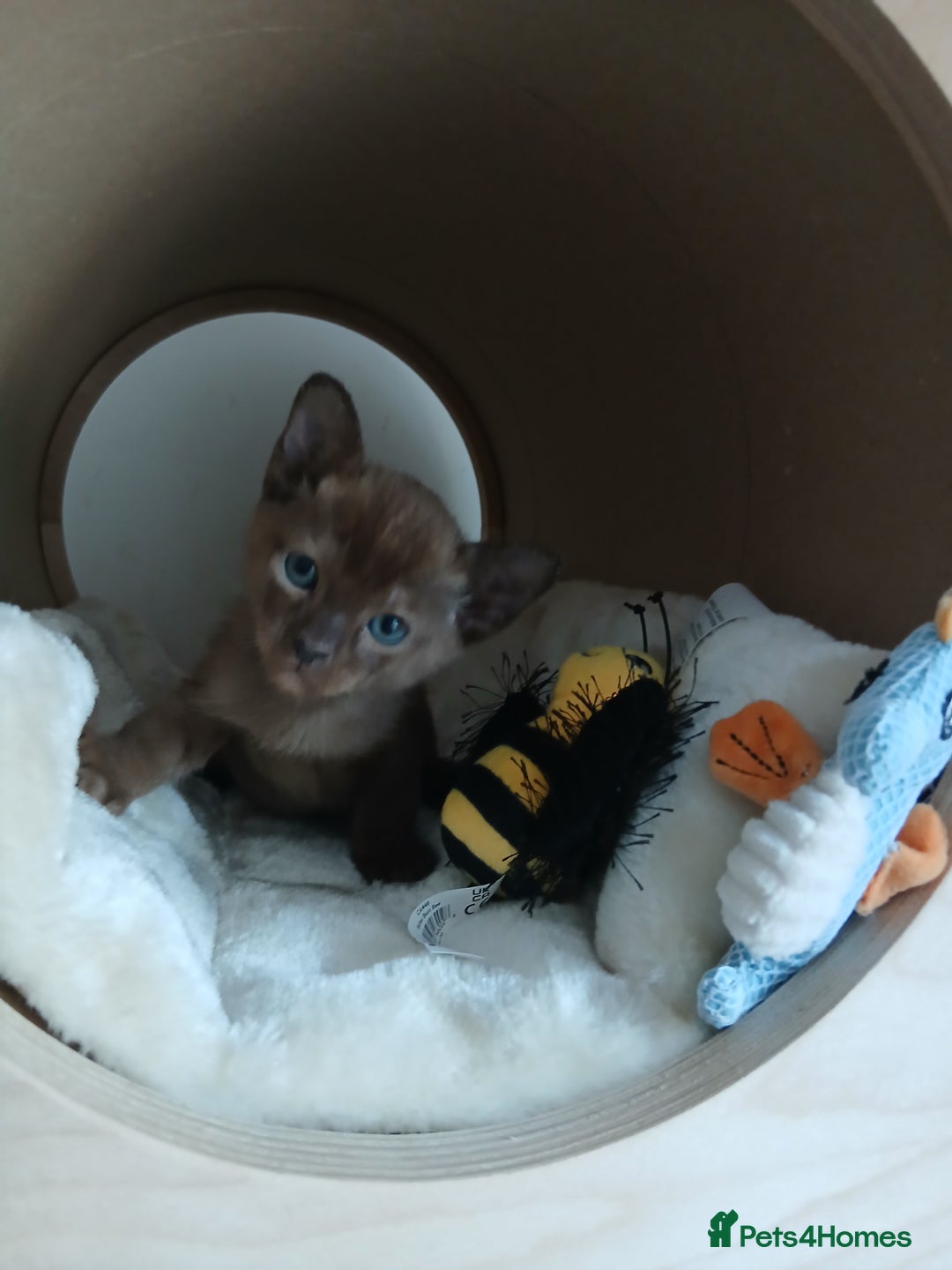 Burmese cats for sale: GCCF Reg. Burmese Kittens  - Image 4