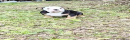 English Bulldog dogs for sale: KC Registered English Bulldog Puppies  - Advert 19