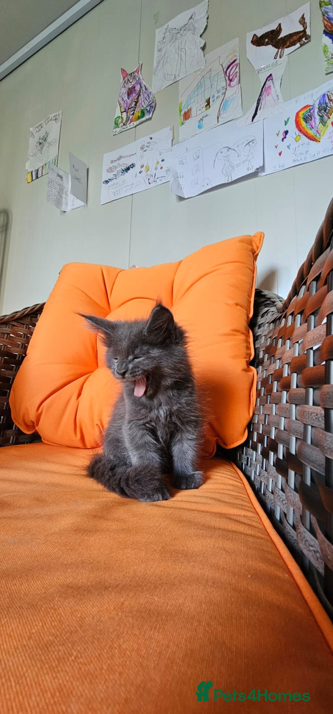 Maine Coon cats for sale: Tica registered maine coon giants kittens £1300 - Image 7