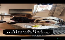 Mixed Breed dogs for sale: Tibetan Terrier x cockerpoo  - Image 13