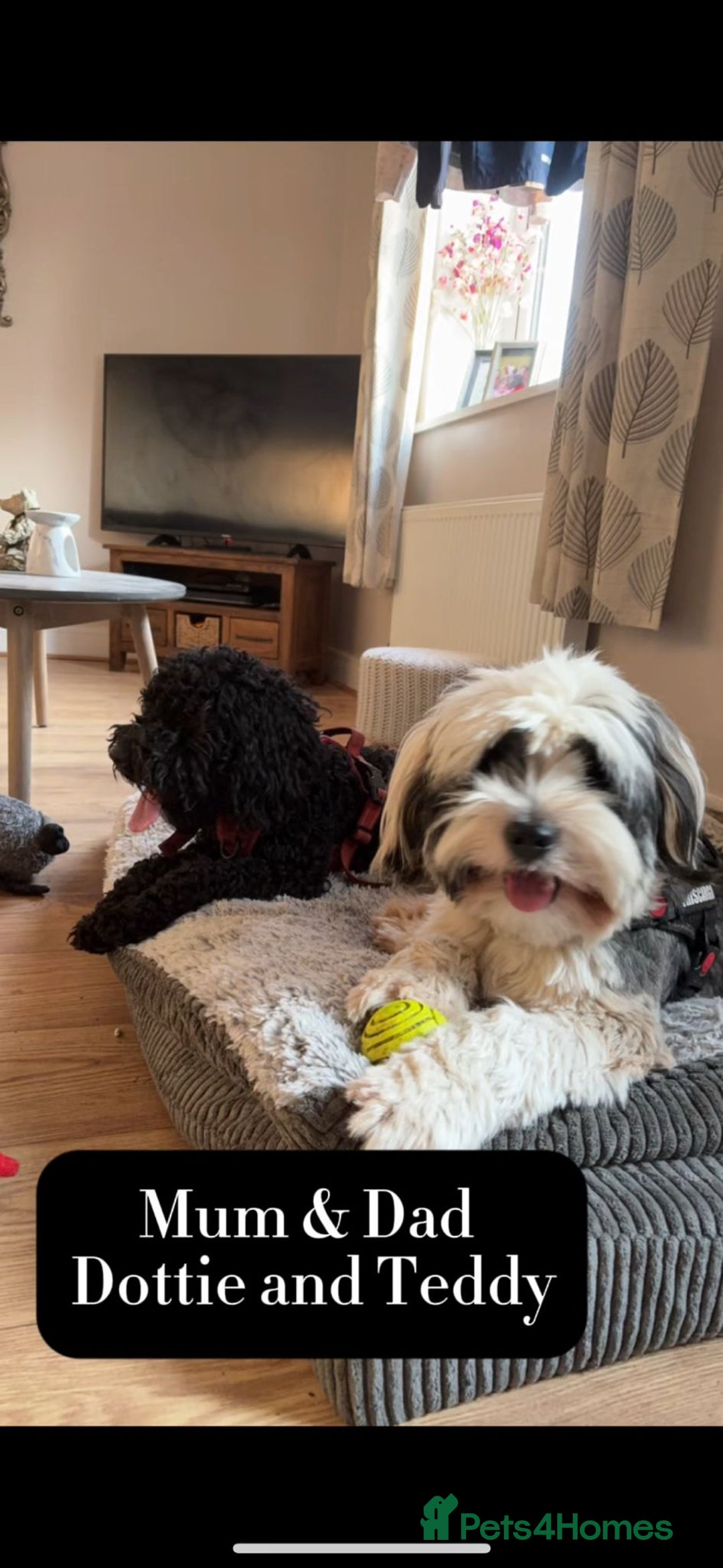 Mixed Breed dogs for sale: Tibetan Terrier x cockerpoo  - Image 13