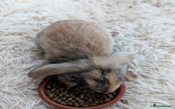 English Lop rabbits for sale: Lop mixed dot baby bunnies - Image 16