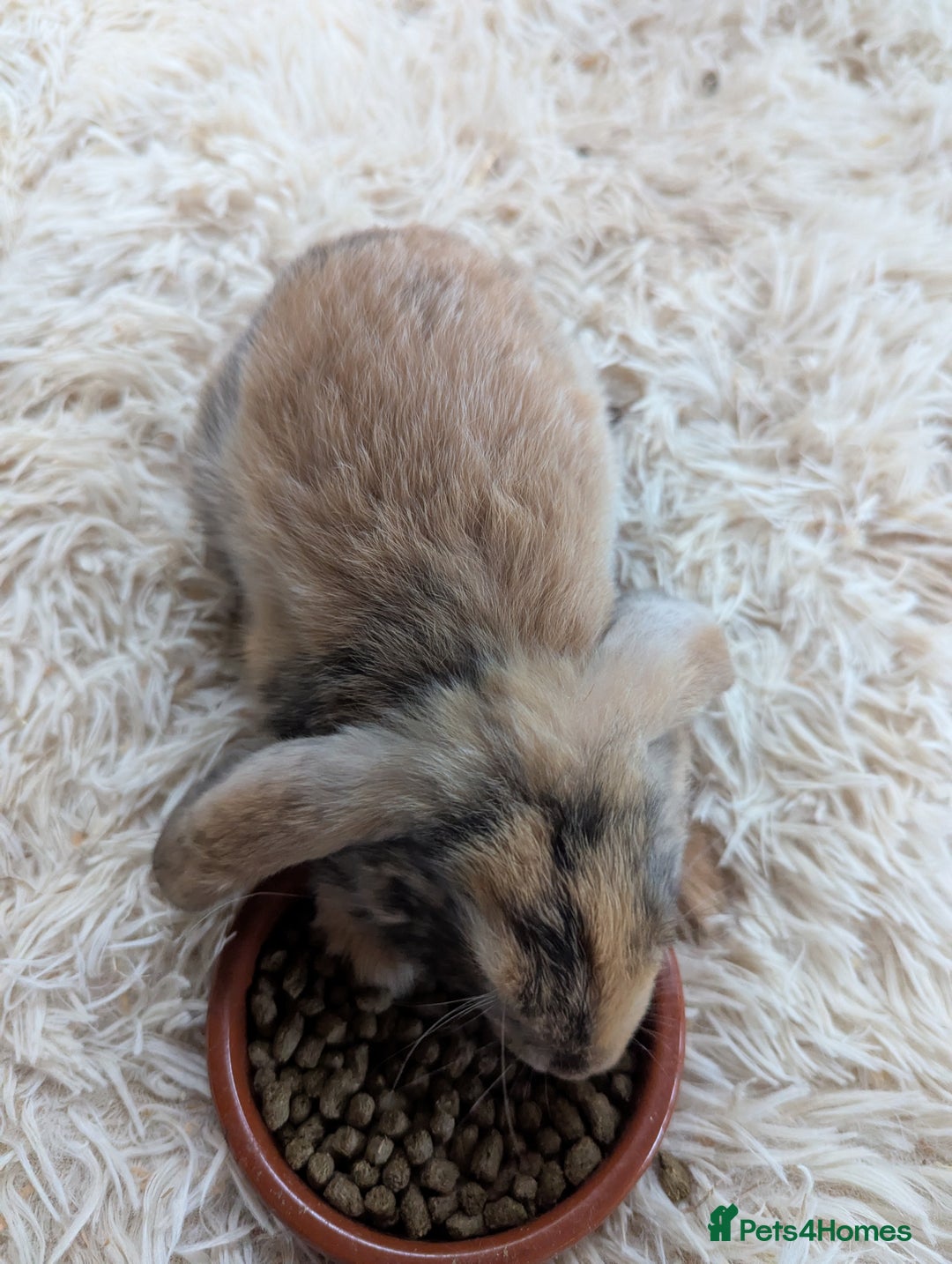 English Lop rabbits for sale: Lop mixed dot baby bunnies - Image 16