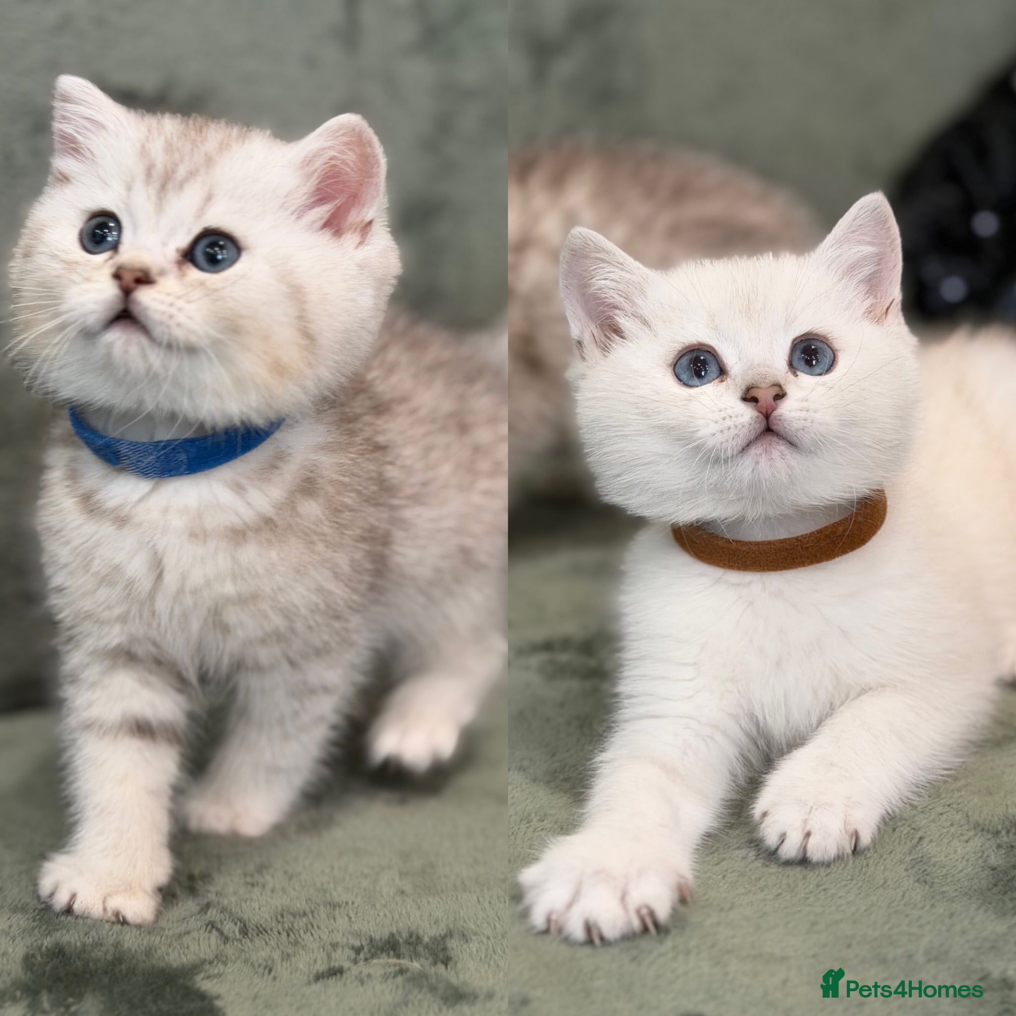 British Shorthair cats BSH golden point adorable kittens TICA  - Advert 16
