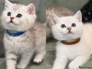 British Shorthair cats BSH golden point adorable kittens TICA - Advert 16