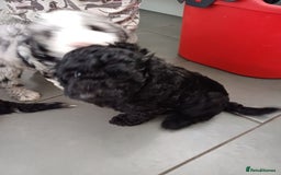 Labradoodle dogs for sale: F2b labradoodle puppy girl - Image 5