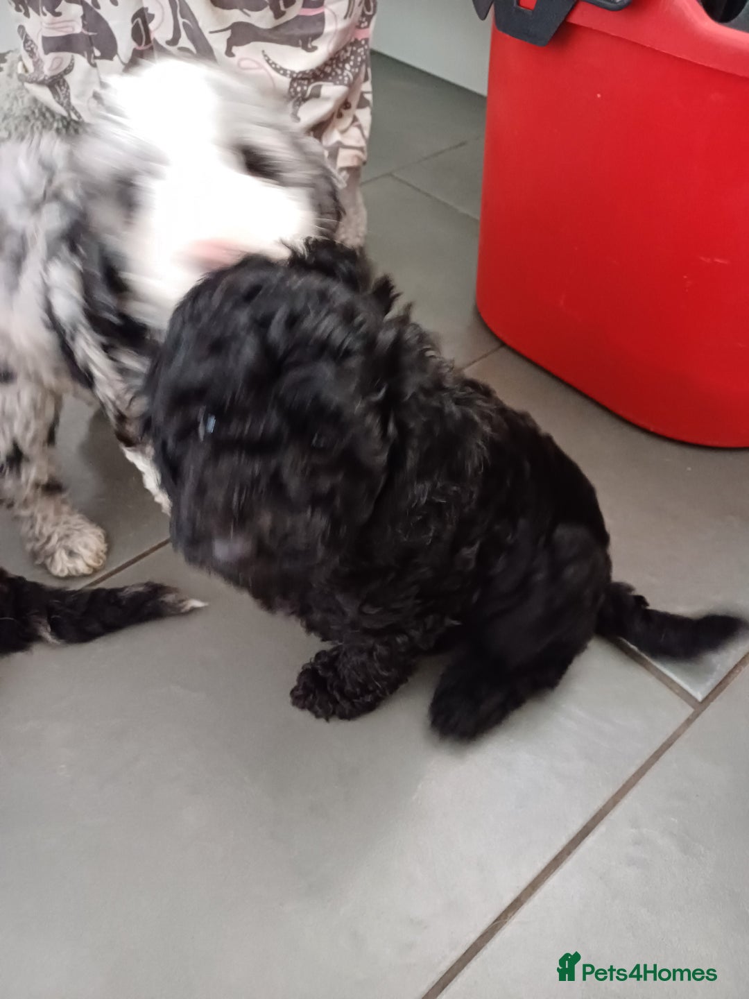 Labradoodle dogs for sale: F2b labradoodle puppy girl - Image 5