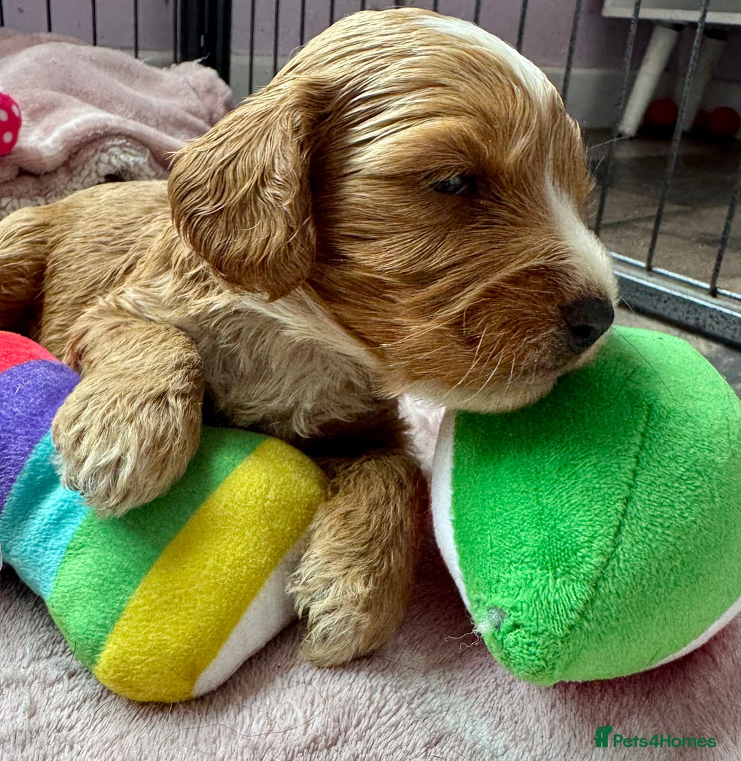 Cockapoo dogs for sale: F1 show type cockapoo pups  - Image 2