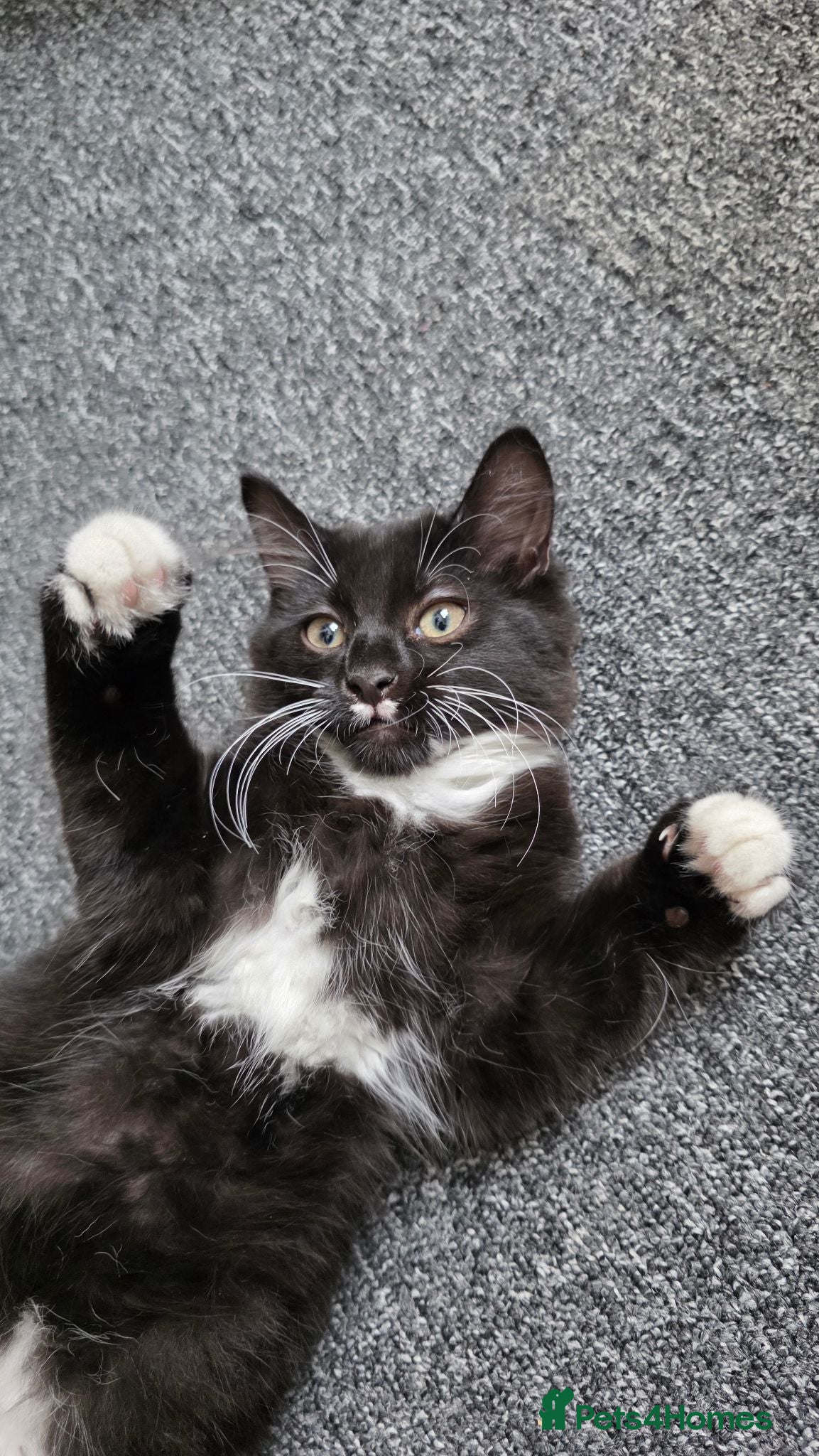 Turkish Angora cats Beautiful Turkish Angora Male Kitten - Advert 2