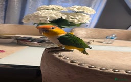 Parrots birds for sale: Yellow Thighed Caique - Image 3