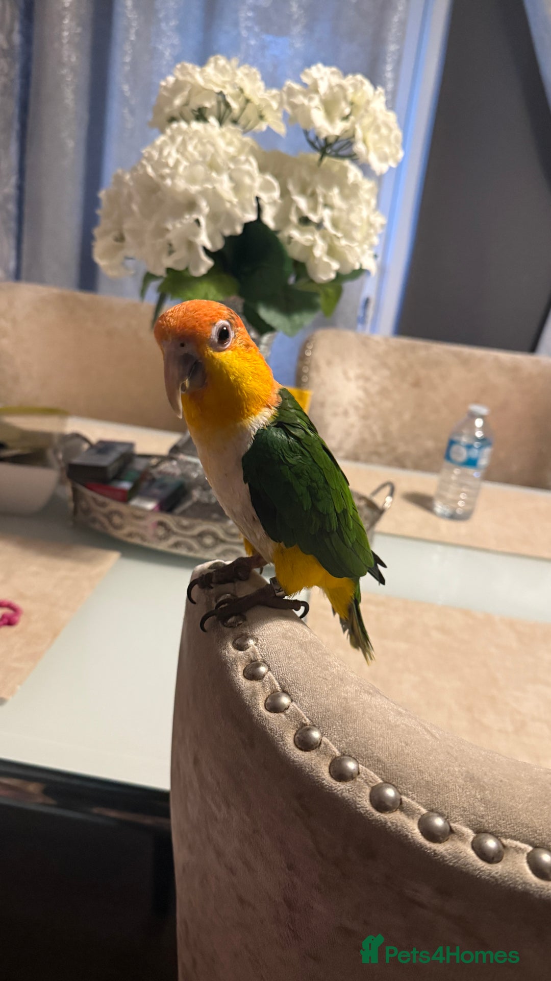 Parrots birds for sale: Yellow Thighed Caique - Image 3