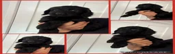 Cockapoo dogs for sale: Exceptional F1 health tested cockapoo puppies  - Advert 12