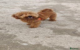 Toy Poodle dogs for sale: Red Toy poodle 7month Kc - Image 6