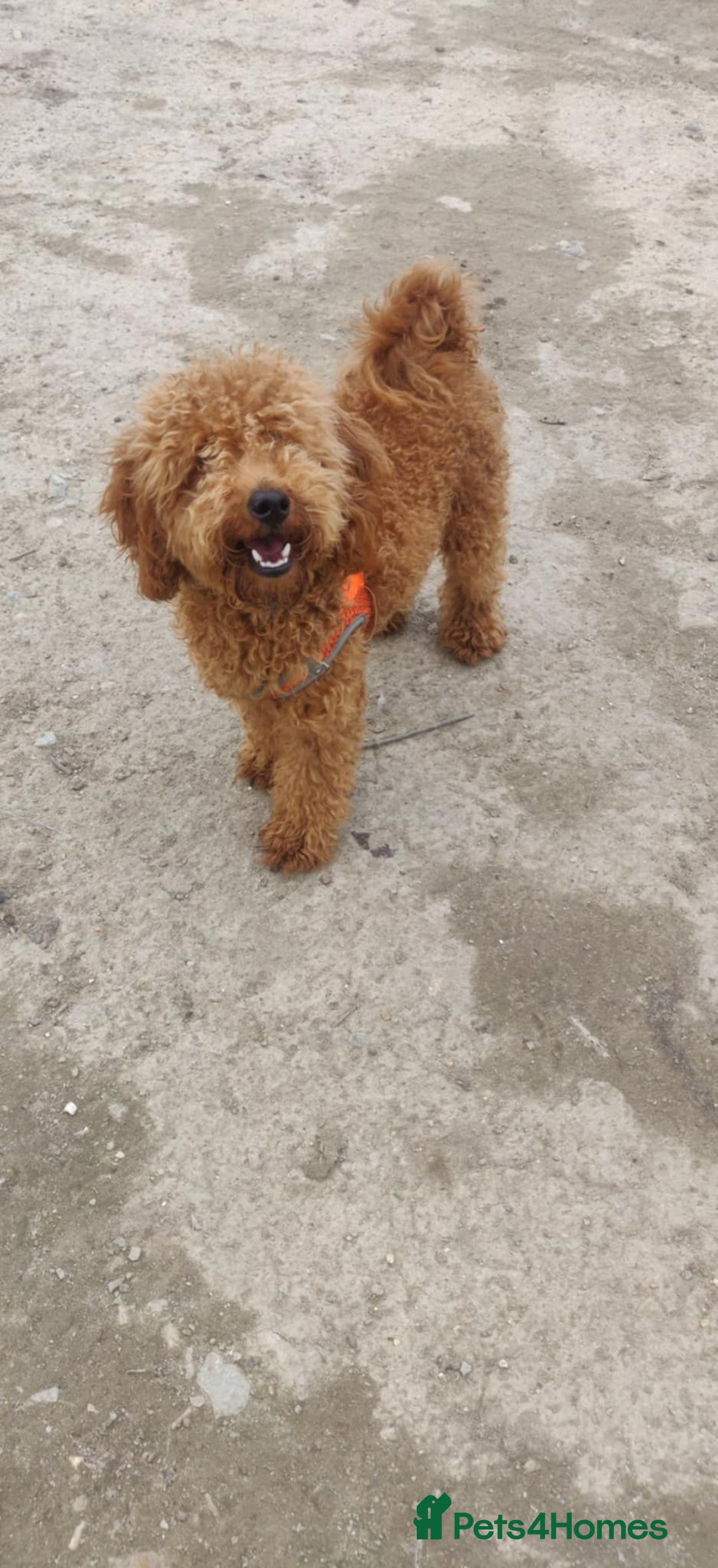 Toy Poodle dogs for sale: Red Toy poodle 7month Kc - Image 6