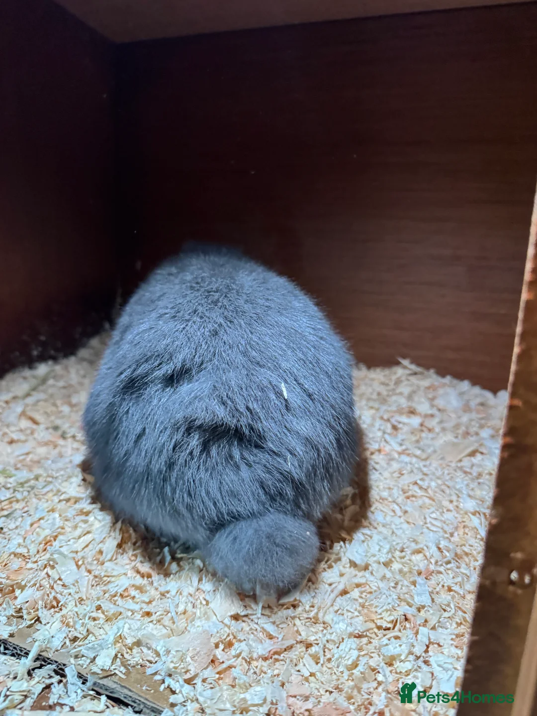 Mini Lop rabbits for sale: Miniature Lops for sale - Advert 4