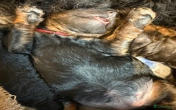 Bernedoodle dogs for sale: Miniature F1bs Bernedoodle  - Image 14