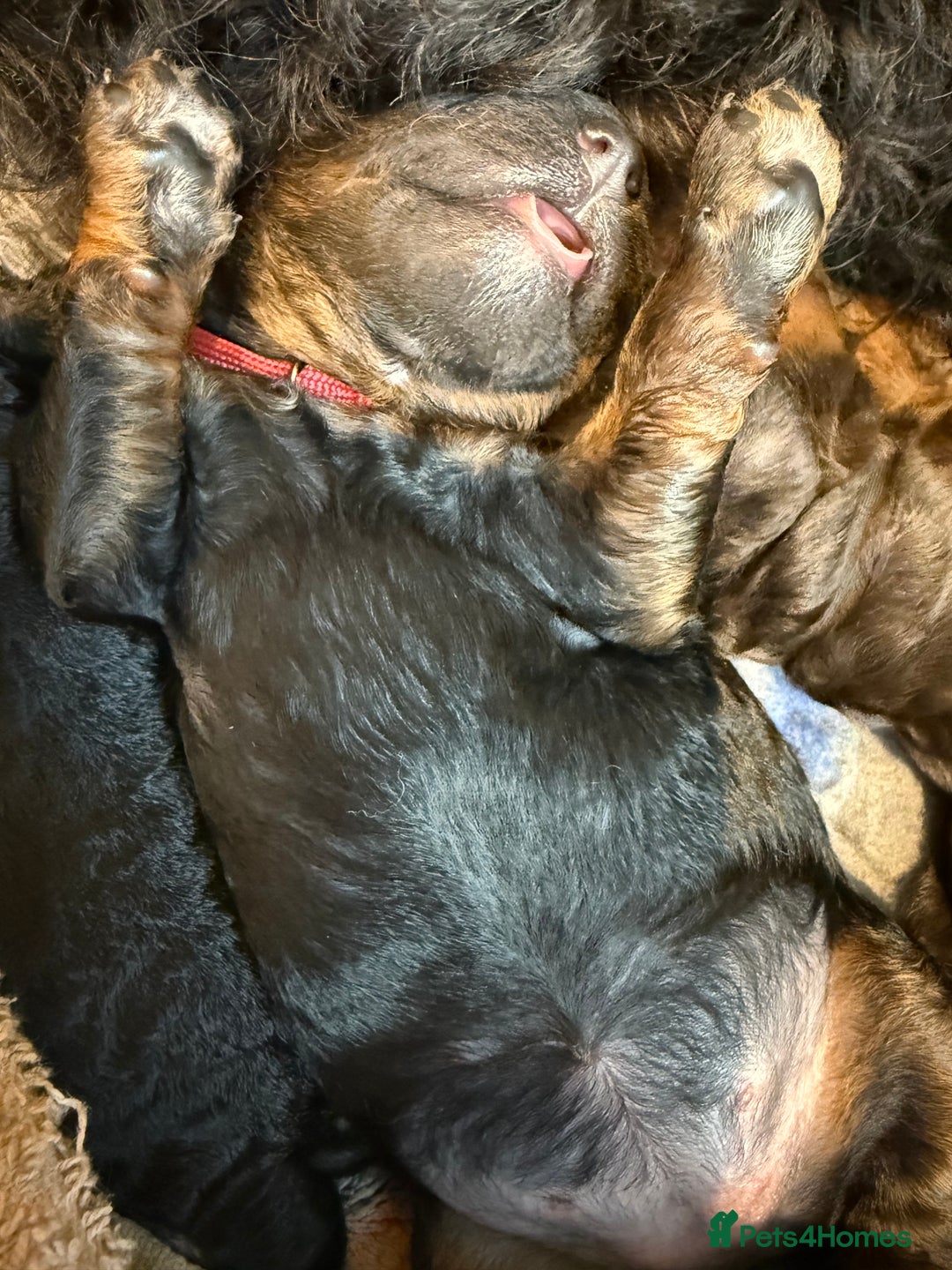 Bernedoodle dogs for sale: Miniature F1bs Bernedoodle  - Image 14