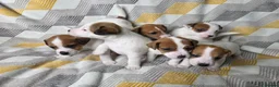 Jack Russell dogs for sale: 6 Jack Russell puppies  - Advert 9