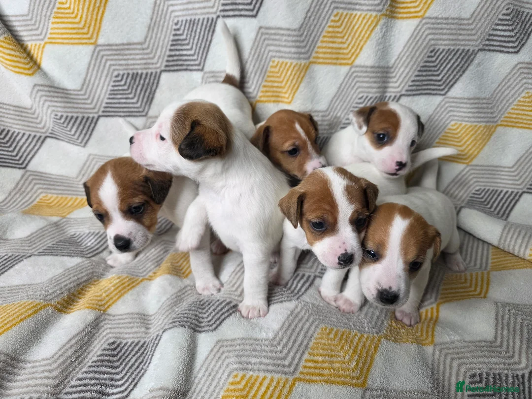 Jack Russell dogs for sale: 6 Jack Russell puppies  - Advert 9