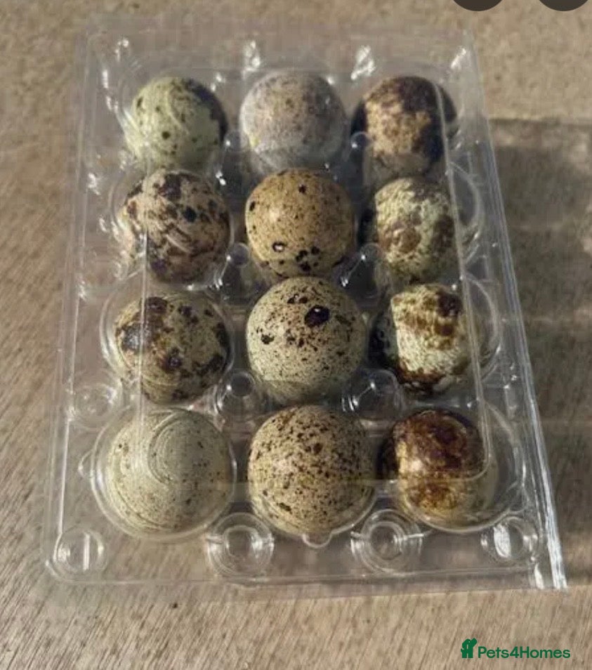 Quail poultry Hatching Corturnix Quail eggs - Advert 1