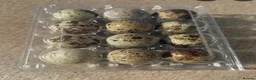 Quail poultry for sale: Hatching Corturnix Quail eggs in Derby - Advert 1