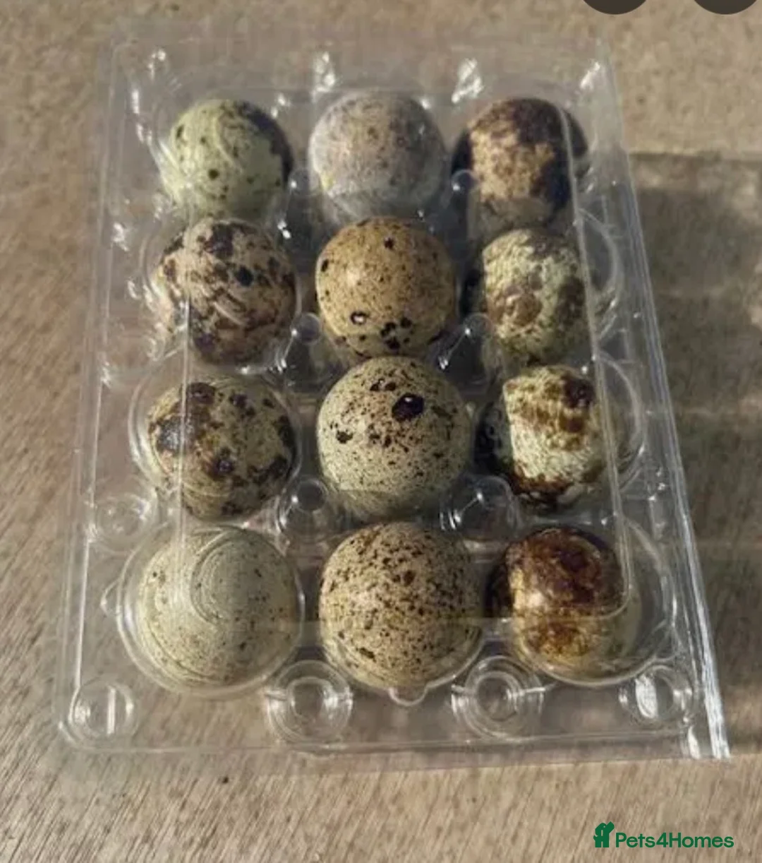 Quail poultry for sale: Hatching Corturnix Quail eggs in Derby - Advert 1