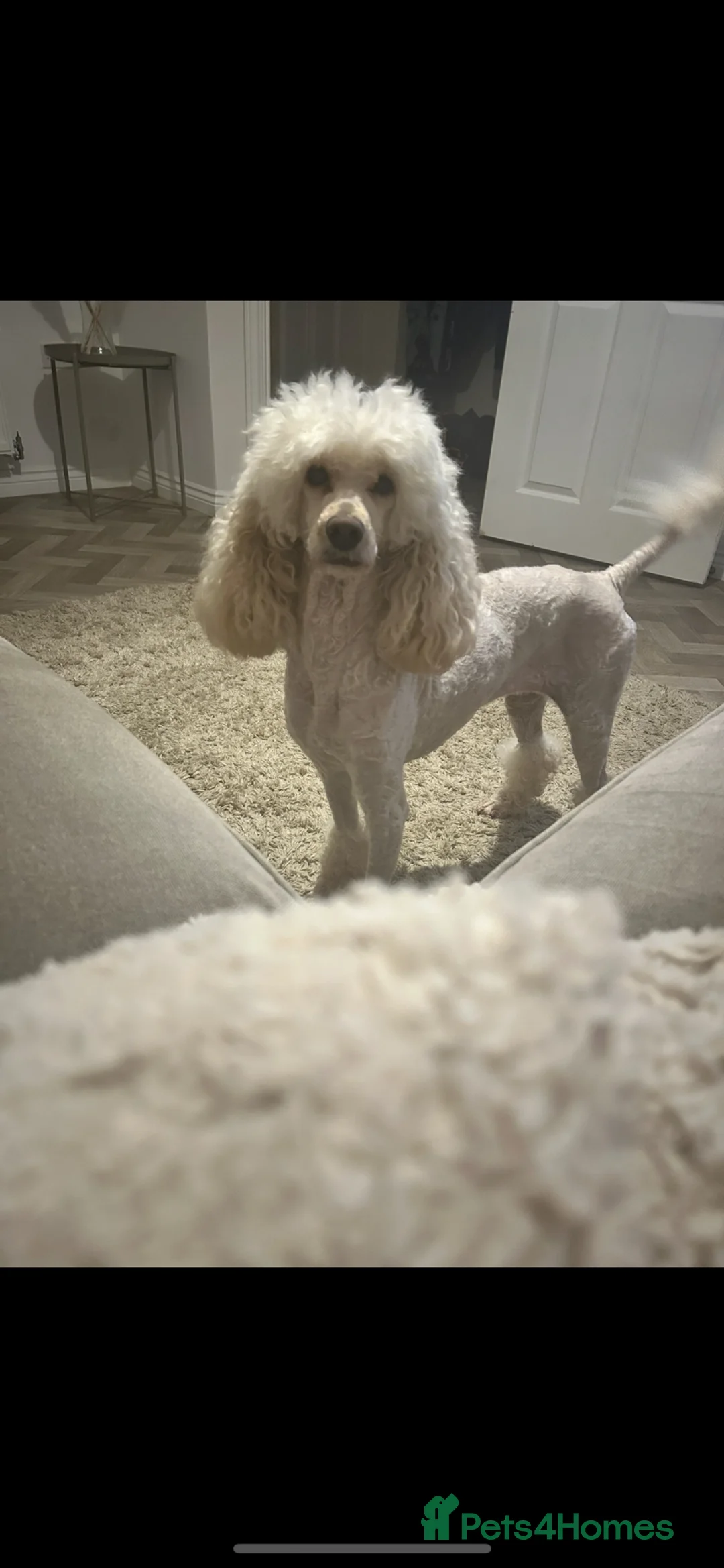 Standard Poodle dogs for sale: Poodle for sale  - Advert 1