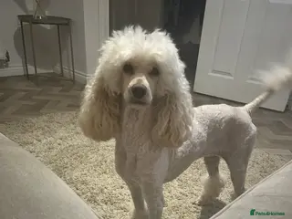 Standard Poodle dogs Poodle for sale - Advert 1
