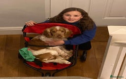 Cocker Spaniel dogs for stud: KC Reg Show Cocker Spaniel- Extensively DNA tested in Warrington - Image 7