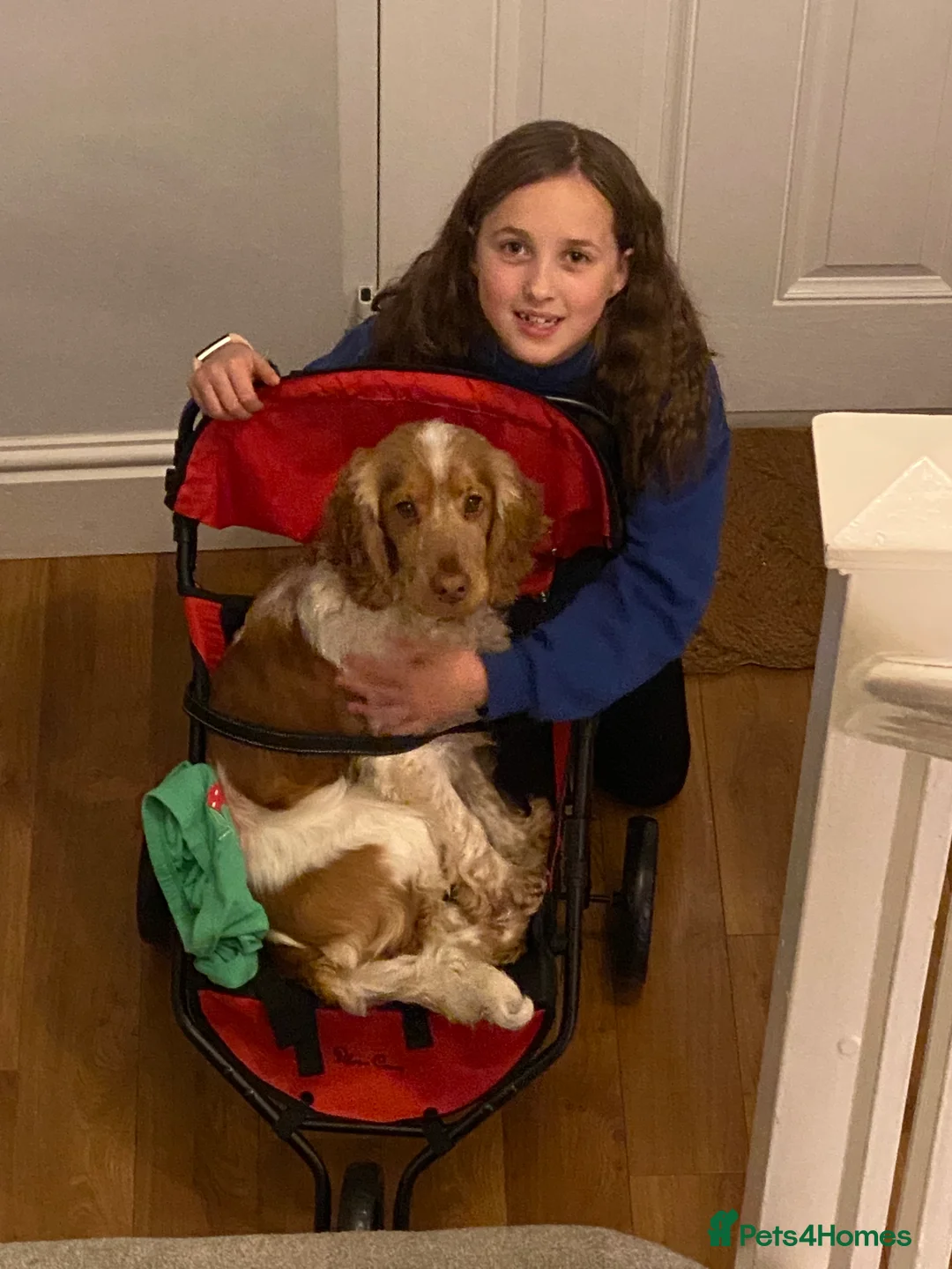 Cocker Spaniel dogs for stud: KC Reg Show Cocker Spaniel- Extensively DNA tested in Warrington - Advert 11