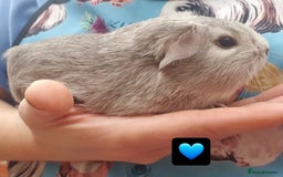 Guinea Pig rodents for sale: Beautiful guinea pigs  - Image 2